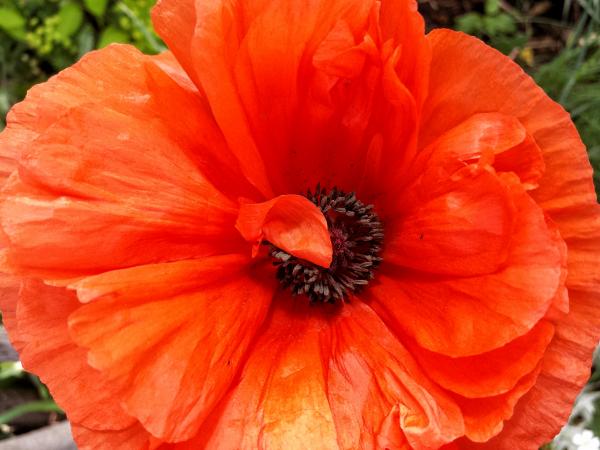 Orange Flower