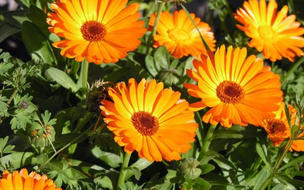 Spring flower