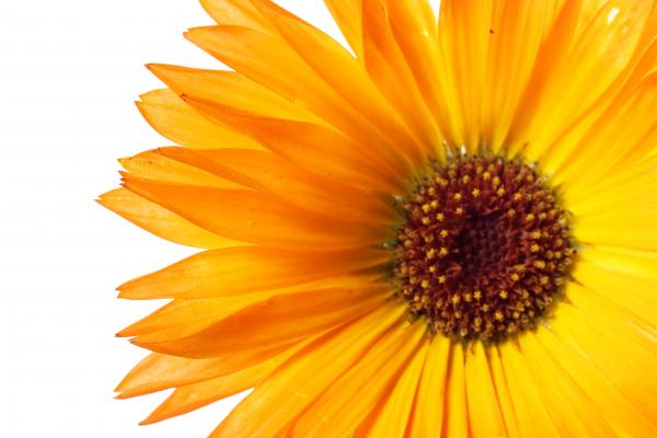 Orange Flower