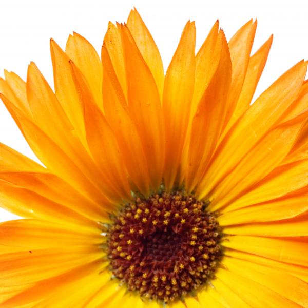 Orange Flower