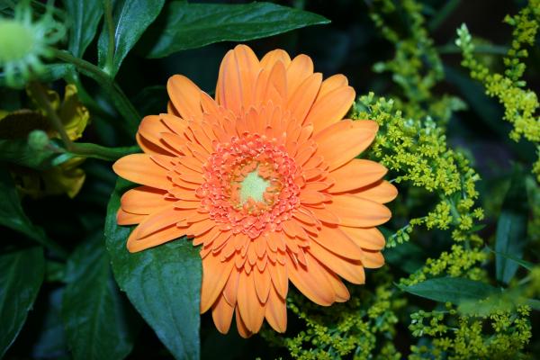 Orange flower