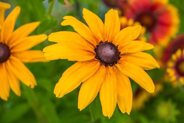 Orange flower