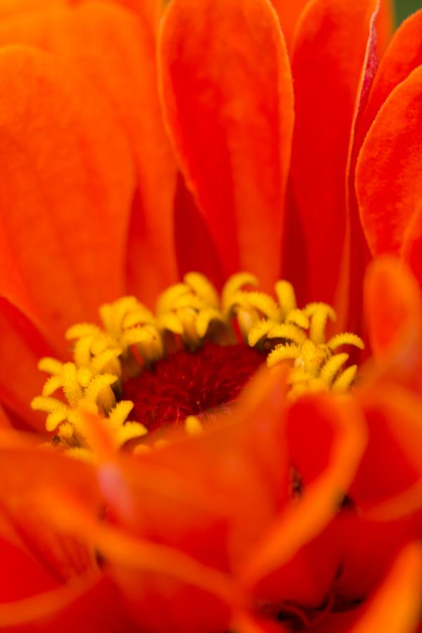 Orange Flower