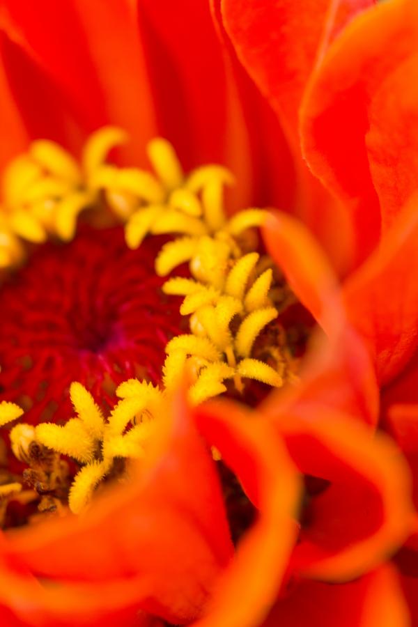 Orange Flower