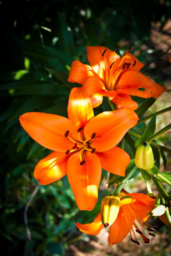 Orange Flower