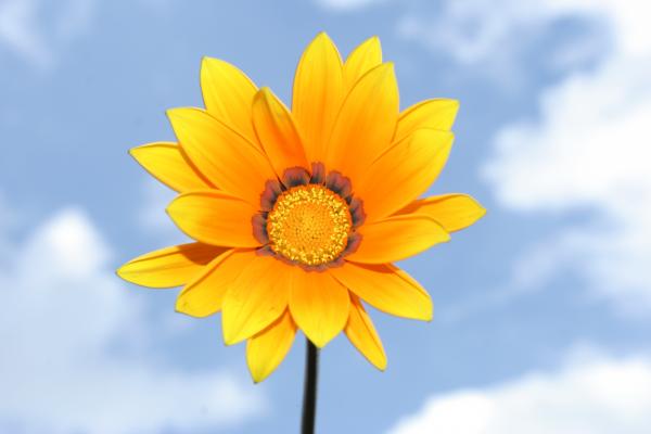 Orange flower in the sky.