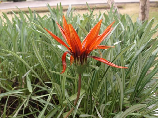 Orange Flower
