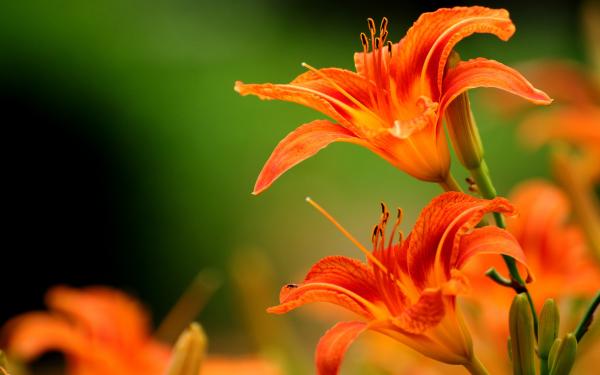Orange flowers