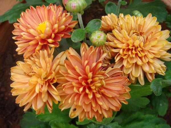 Orange flowers