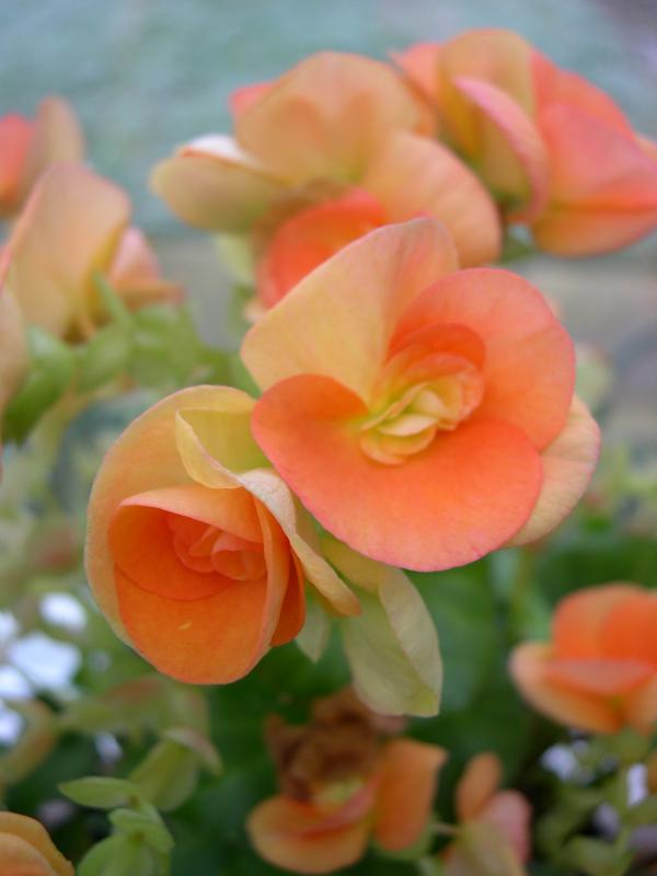 Orange flowers