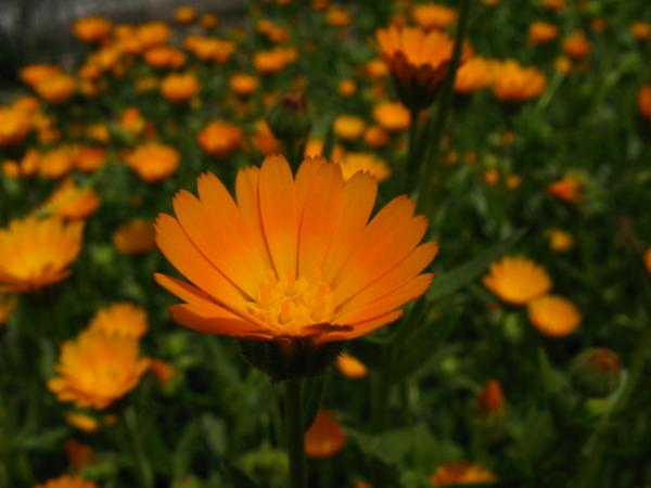 Orange flowers