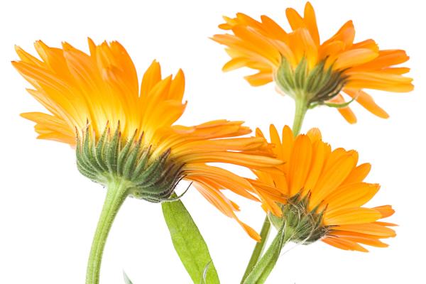 Orange Flowers