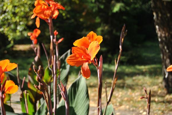 Orange Flowers