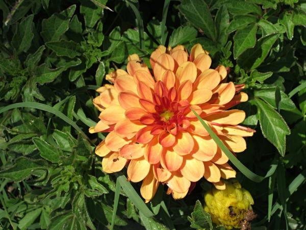 Orange flowers