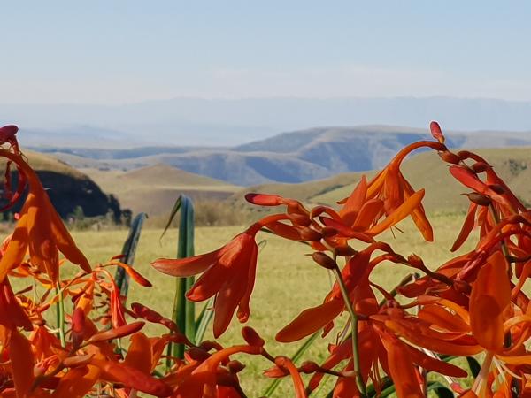 Orange flowers behind the landscape