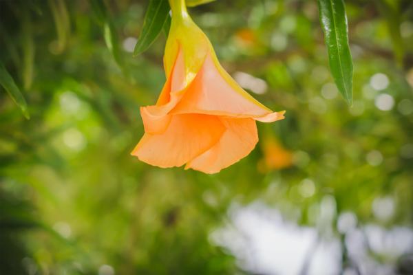 Orange flowers on a green tree