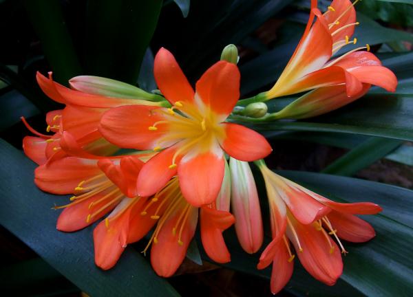Orange flowers