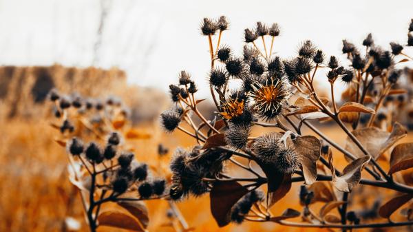 Orange Leafed Plant in Shallow Focus Photography