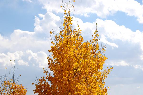 Orange Leaves and Clouds in the Sky