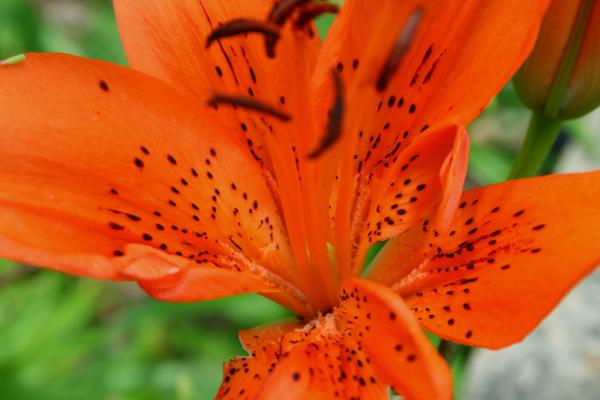 orange lily