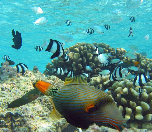 Orange Lined Triggerfish