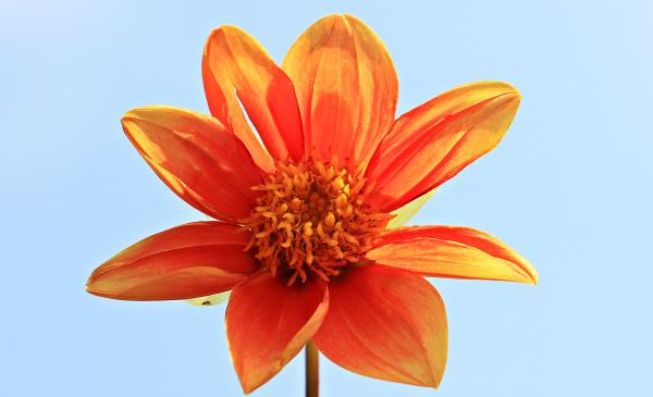 Orange Petal Flower