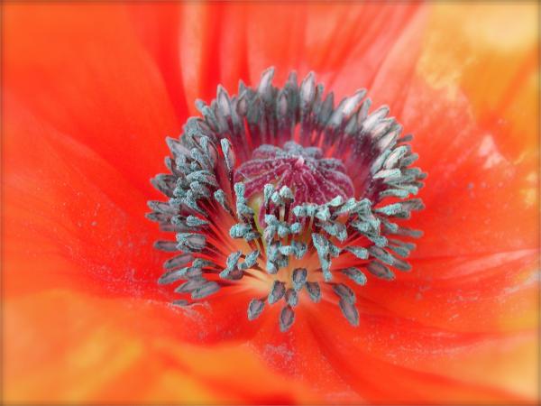 Orange Poppy