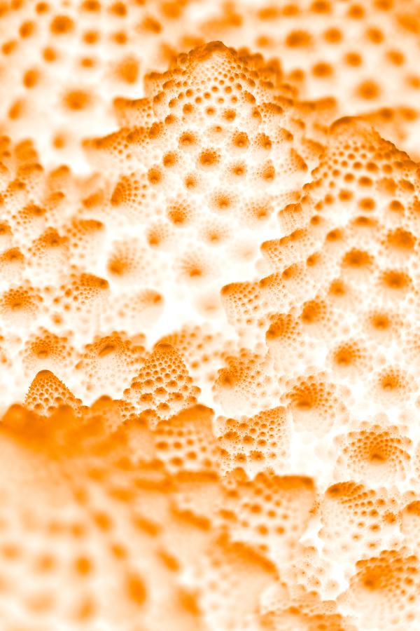 Orange Romanesco Rapture