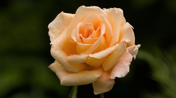 Orange Rose