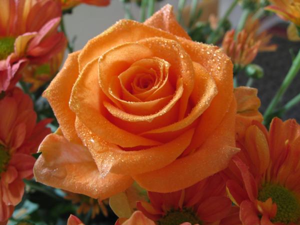 Orange rose
