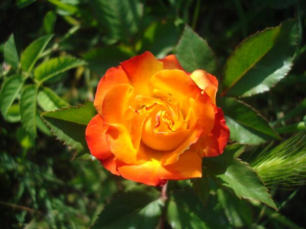 Orange rose