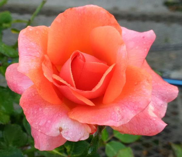 Orange rose