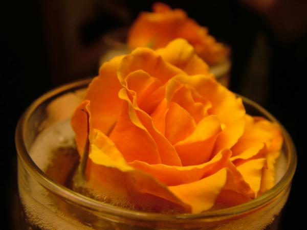 Orange rose in container