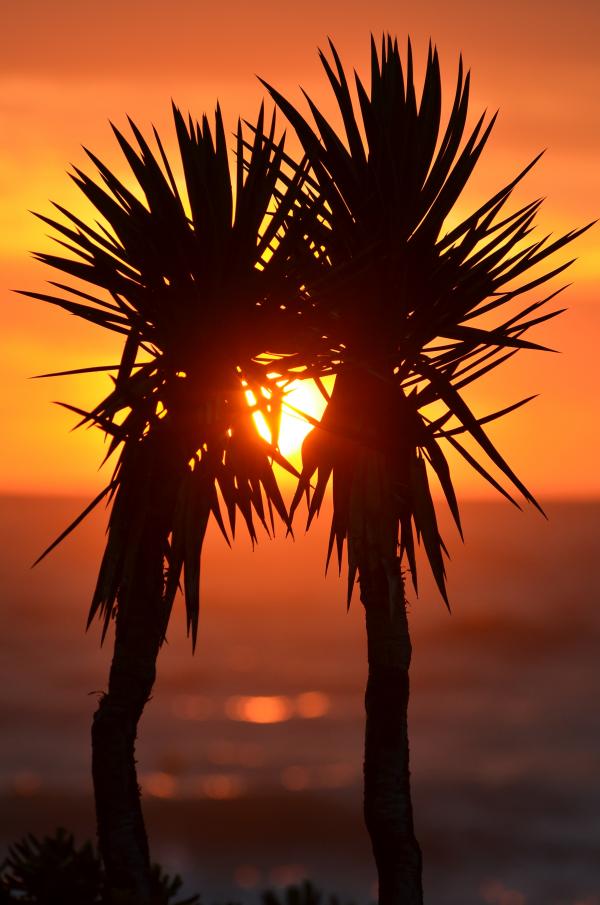 Orange Sunset Between 2 Trees Beside a Body of Water