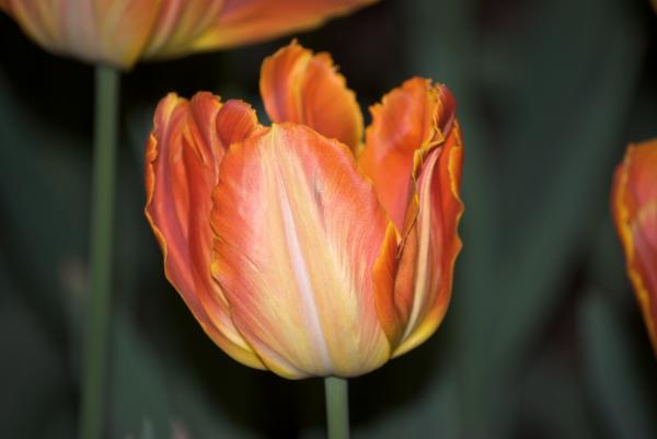 Orange Tulips