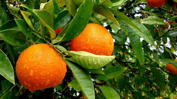 Oranges on leaves