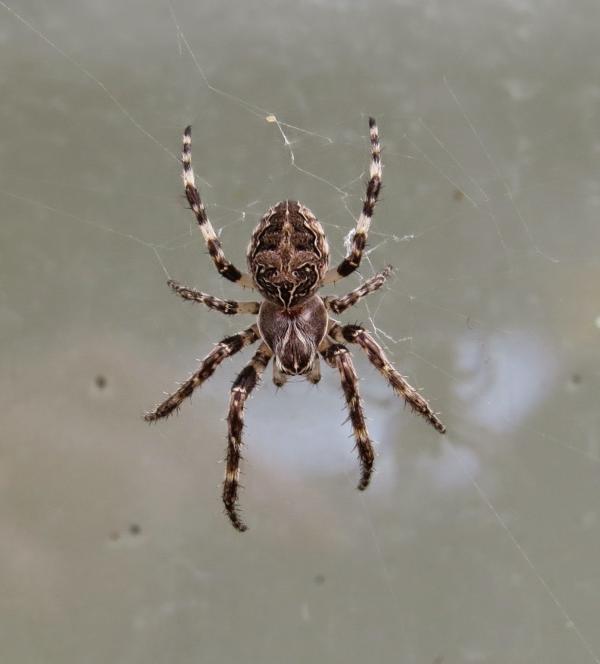 Orbweaver II