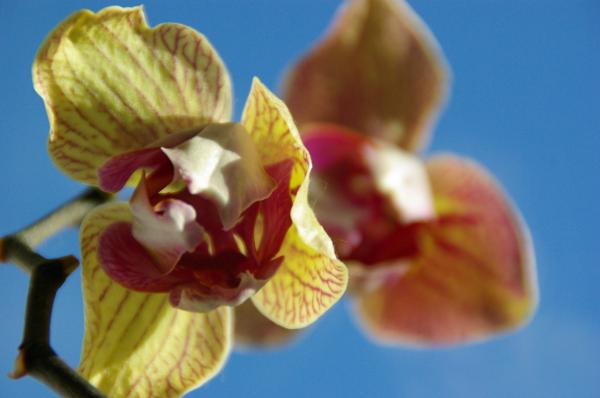 Orchid