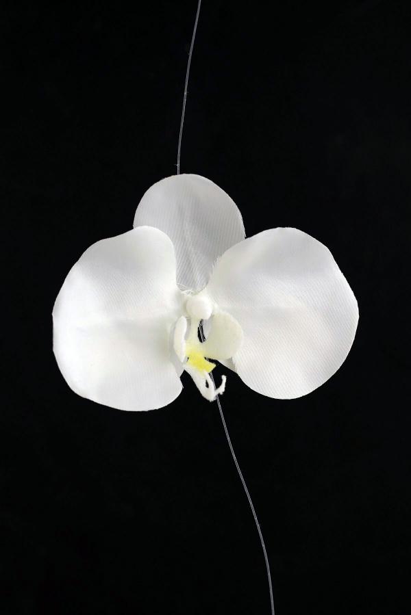 Orchids