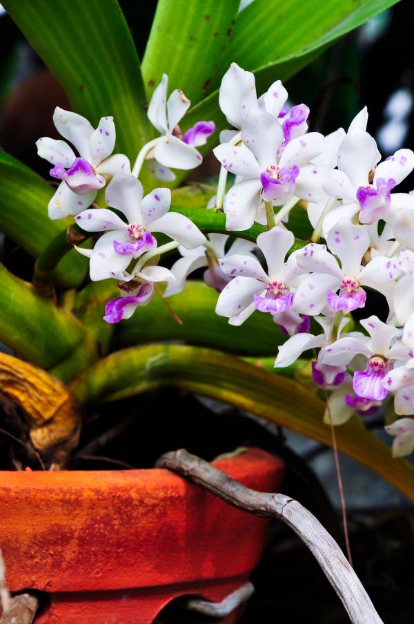 Orchids