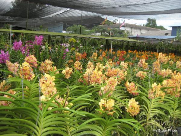 Orchid Nursery