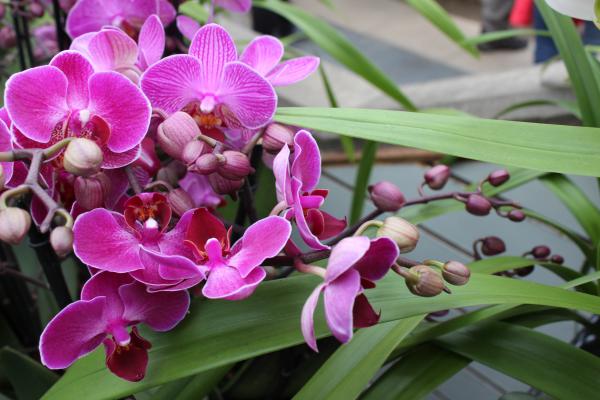 Orchid