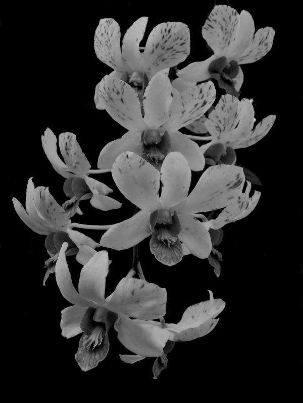 Orchids Black and White