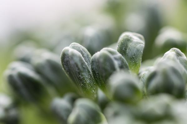 Organic background
