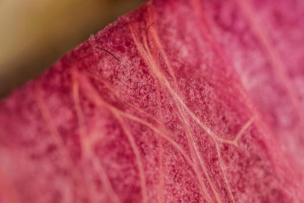 Organic background