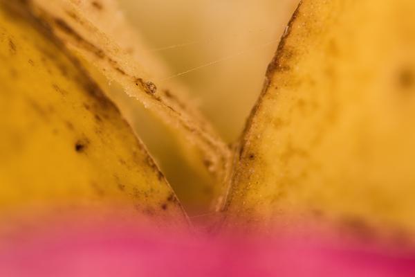 Organic background