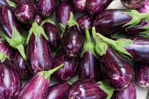 Organic eggplant aubergine