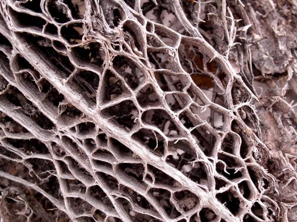 Organic texture