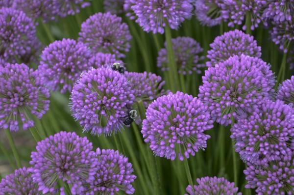 Ornamental Onion