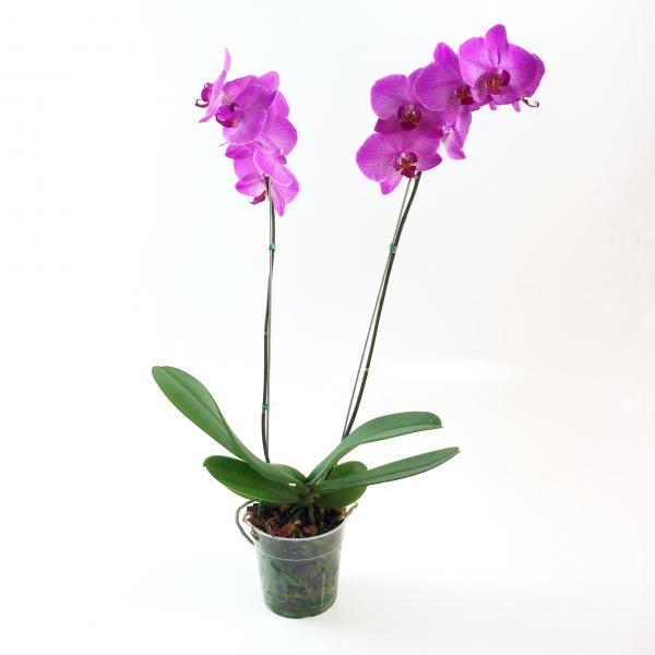 Orquidea